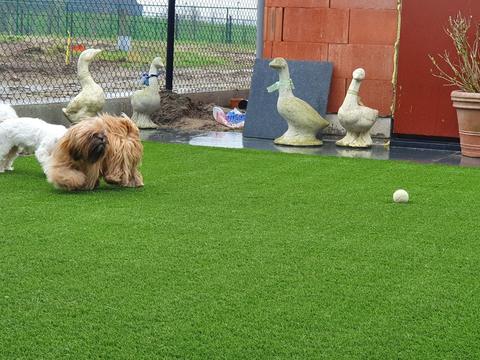 Deux chiens jouent sur le gazon artificiel avec une balle de tennis