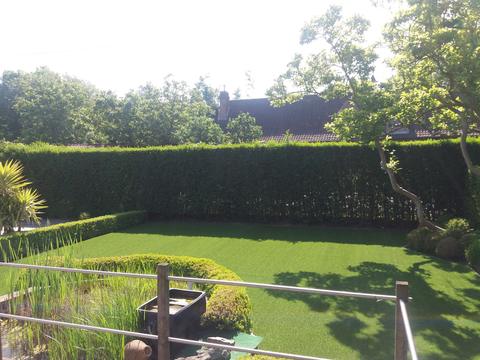 Tuin met kunstgras achter een buxushaag en een vijver, met een hoge haag rondom, in Kortrijk