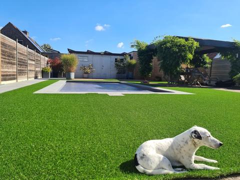 Hond ligt op kunstgras bij een zwembad in Aalter